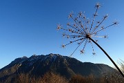 Alla CROCE del MONTE CASTELLO (1425 m) da Valpiana di Serina il 31 dicembre 2018 - FOTOGALLERY